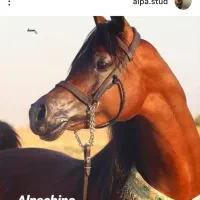 خرید و فروش تخصصی اسب عرب