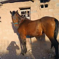 اسب مادیان|اسب و تجهیزات اسب‌سواری|چترود, |دیوار