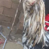 مرغ و خروس گلین