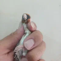 سهره