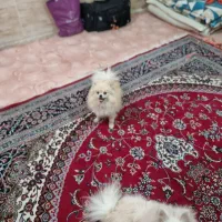 پامرانین نباتی|سگ|مشهد, کوی المهدی|دیوار