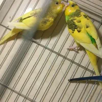 جفت مرغ عشق مولد مست و آماده