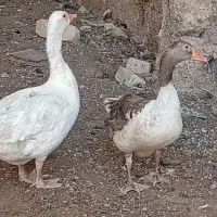 فروش فوری