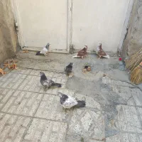 جوجه کبوتر