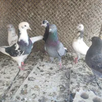 پرنده شکار|پرنده|یزد, |دیوار
