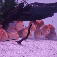 ماهی دیسکس گرید aa