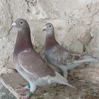 کبوتر قوره ای سرور سبز شامی جان اردن