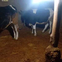 تلیسه ابستن