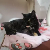 واگذاری رایگان گربه