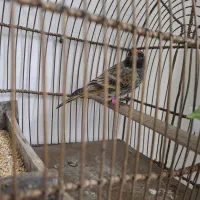 گلبسر سهره قناری