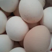 تخم مرغ|خوردنی و آشامیدنی|زابل, |دیوار