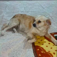 واگذاری پامر