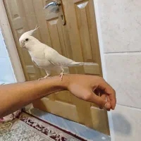 جفت عروس هلندی آلبینو