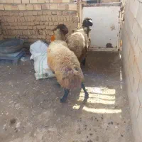 میش فروشی|حیوانات مزرعه|سده (خراسان جنوبی), |دیوار