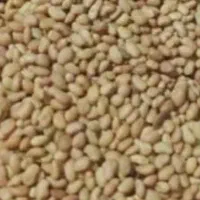 بذر یونجه حبوبات لوبیا نخود شبدر  شوید همه چیز