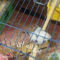 مرغ عشق|پرنده|شیراز, سیاه سنگ|دیوار
