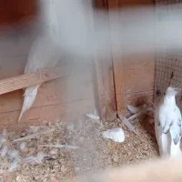 دوکت آلبینو جفت|پرنده|چابهار, |دیوار