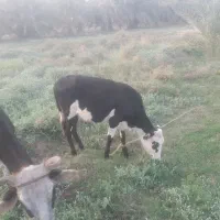 گاو مال داری|حیوانات مزرعه|پشتکوه (سیستان و بلوچستان), |دیوار