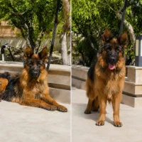 وگذاری سگ ژرمن شپرد اصیل المانی