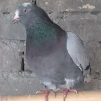 کبوتر|پرنده|هشتگرد, خور|دیوار