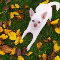 فروش ویژه توله شیواوا اصیل