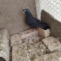 زاغ ابادانی