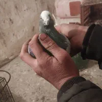 یک جفت کفتر تهرانی|پرنده|بومهن, |دیوار