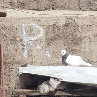 کبوتر ماده طوقی