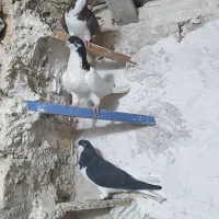 ۵تا کبوتر