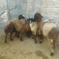 میش و بره|حیوانات مزرعه|سیلاخور, |دیوار