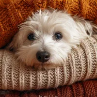 واگذاری رایگان تریر ماده