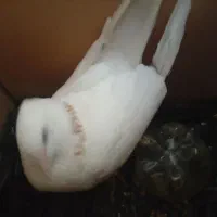 کفتر طوقی زرد