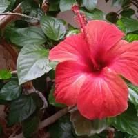 کل زیبای قرمز|گل و گیاه طبیعی|مراغه, |دیوار