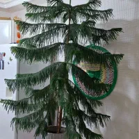 درختچه طبیعی|گل مصنوعی|سرپل ذهاب, |دیوار