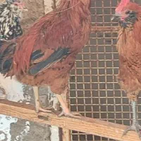 مرغ خروس گلین