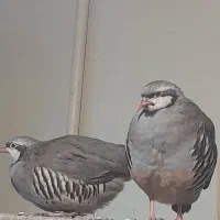 پرنده ی اهلی