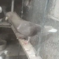 سلام خدمت عشق بازان دوتا ماده دمسفید|پرنده|سبزوار, طبرسی (جعفرآباد)|دیوار