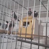 فنج نرگسی|پرنده|سمنان, |دیوار