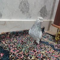 کله الماسی نر