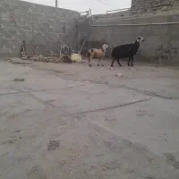 میش بره
