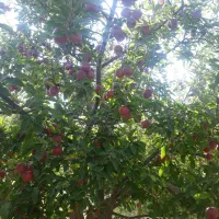 باغ قطره‌ای بالاتر از کمربندی نزدیکی ایستگاه گاز|فروش دفتر صنعتی، کشاورزی، تجاری|اهر, |دیوار