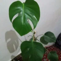 گل انجیری و قاشقی تعویض با ظرف گلسرخی