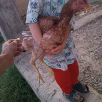 مرغ لاری