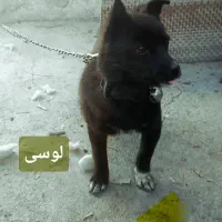 سگ آپارتمانی کوچک ریز|سگ|اهر, |دیوار