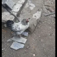 مرغ تخم گذار محلی.