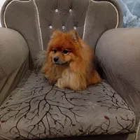 واگذاری سگ پامر یا پامرین نر|سگ|آکند, |دیوار