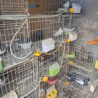 قفس جوجه گیری ۷۵ سانتی|لوازم جانبی حیوانات|باوی, |دیوار