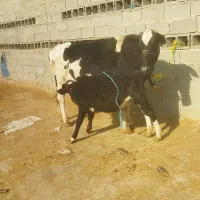 گاو دامداری و داشت درجه یک|حیوانات مزرعه|باوی, |دیوار