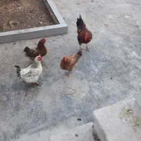 فروش مرغ تخم گذار