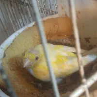 قناری ماده پس کوزه ای آماده|پرنده|قم, بکایی|دیوار